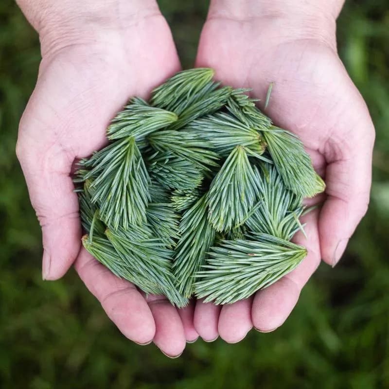 New water pump — Peugeot 204 / 304